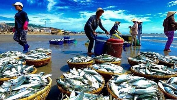 Trong giai đoạn tới Việt Nam sẽ đầu tư bài bản, căn cơ để xây dựng nghề cá trách nhiệm, hiệu quả. - Sputnik Việt Nam