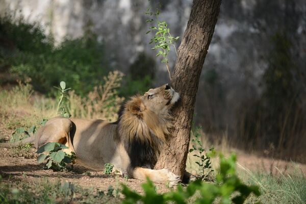 Sư tử châu Á nghỉ ngơi dưới gốc cây trong Vườn thú Kamla Nehru ở Ahmedabad (Ấn Độ) - Sputnik Việt Nam