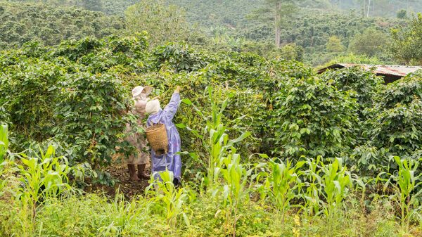 Thu hoạch cà phê ở Việt Nam tại Đà Lạt - Sputnik Việt Nam