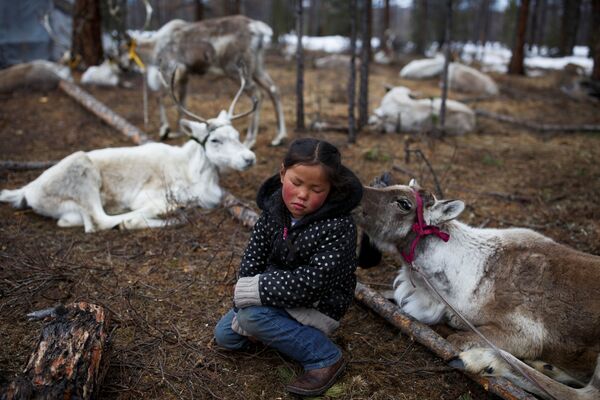 Cô gái Mông Cổ ngồi giữa đàn nai trong khu rừng gần làng Tsagaannuur, Mông Cổ - Sputnik Việt Nam