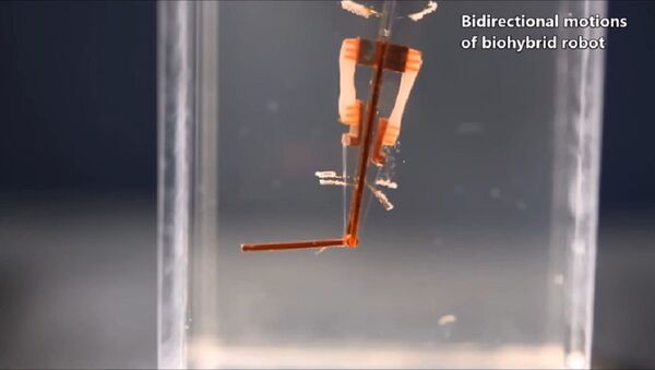 Các nhà khoa học Nhật Bản chế tạo ra một robot có cơ bắp sống - Sputnik Việt Nam