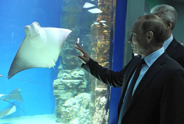 Tổng thống Nga Vladimir Putin thăm Trung tâm Hải dương học và Sinh học biển Moskvarium - Sputnik Việt Nam