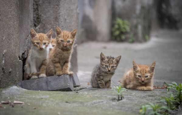 Năm chú mèo con trên đường phố Thượng Hải, Trung Quốc - Sputnik Việt Nam