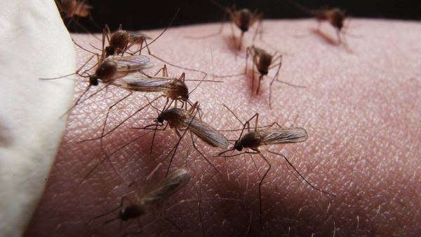 Muỗi hút máu - Sputnik Việt Nam