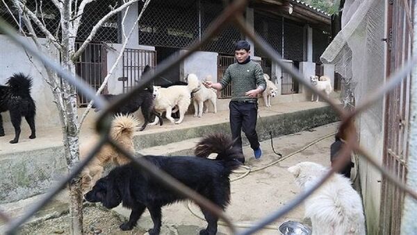 Bảo tồn loài chó quý của Bắc Hà - Sputnik Việt Nam