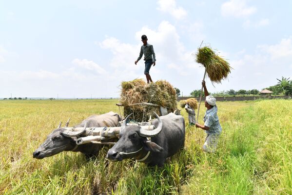 Nông dân thu hoạch lúa ở làng Burha Mayong ở miền bắc bang Assam, Ấn Độ - Sputnik Việt Nam
