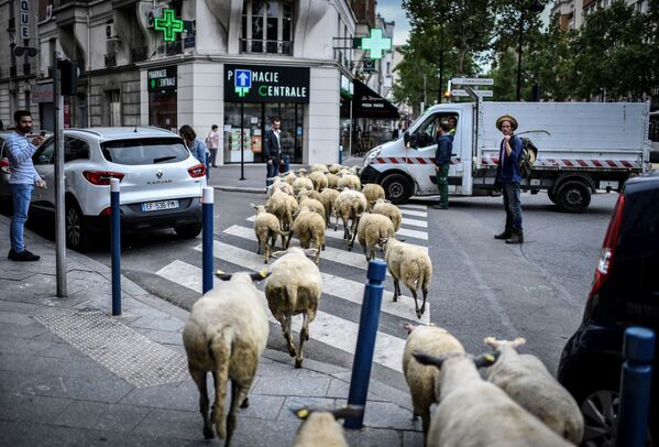 Người nông dân và đàn cừu ở ngoại ô Paris - Sputnik Việt Nam