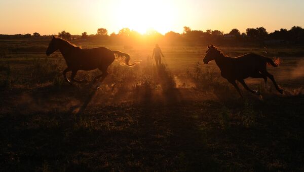 Những chú ngựa trong trung tâm quần ngựa ở tỉnh Rostov, Nga - Sputnik Việt Nam
