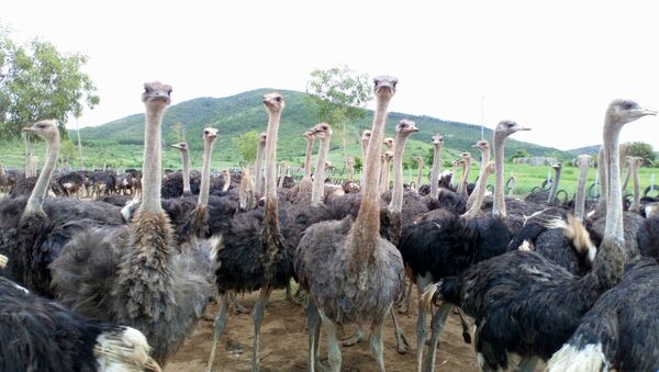 Đàn đà điểu của ‘’Ostrich Farm’’ - Sputnik Việt Nam