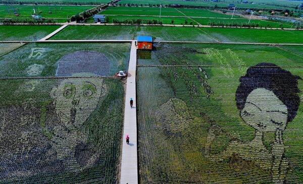 Tạo hình trên cánh đồng lúa ở Trung Quốc - Sputnik Việt Nam
