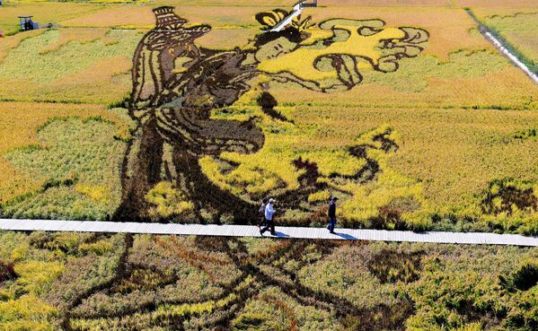 Hình minh họa trên cánh đồng lúa Trung Quốc - Sputnik Việt Nam
