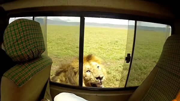 Ở Nam Phi du khách cố gắng xoa mình con sư tử và suýt mất tay - Sputnik Việt Nam