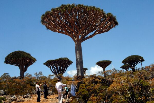 Đảo Socotra ở Yemen là vùng đất vẫn giữ nguyên như hàng triệu năm trước. Do sự cô lập của nó, ở đây vẫn bảo tồn được các loài thực vật và động vật không thể tìm thấy ở bất cứ nơi nào khác trên thế giới. - Sputnik Việt Nam