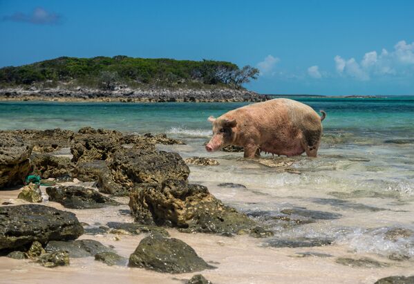 Đảo ở Bahamas có rất nhiều lợn. Không ai biết bằng cách nào mà những con lợn xuất hiện trên bãi biển cát trắng, nhưng bây giờ có khoảng 40 con sống ở đây, khiến cho hòn đảo trở nên nổi tiếng. - Sputnik Việt Nam