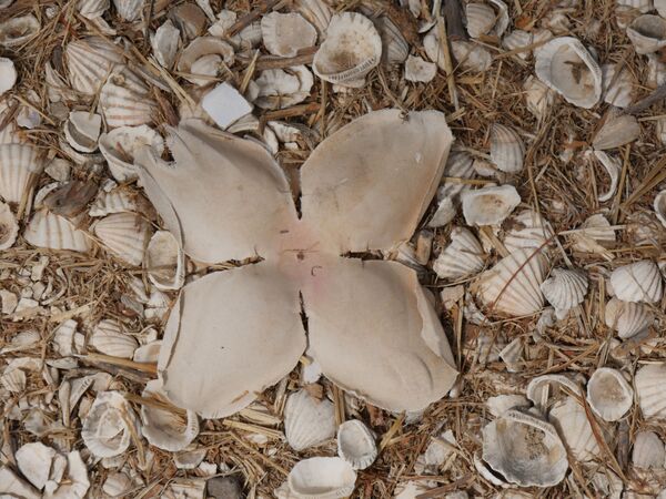Đảo Fadiouth cạnh Senegal rất thú vị vì được tạo nên bằng vỏ sò. Thậm chí còn có huyền thoại rằng ngư dân từ các làng ven biển ăn hàu, sò và ném vỏ xuống biển nhiều đến nỗi thành đảo. Dân đảo cũng dùng vỏ sò để xây nhà ở. Nền đất trên đảo cùng gồm vô số mảnh vỏ sò. - Sputnik Việt Nam