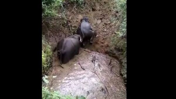 Dân làng Ấn Độ quay video cảnh đàn voi được giải cứu khỏi hồ chứa nước - Sputnik Việt Nam