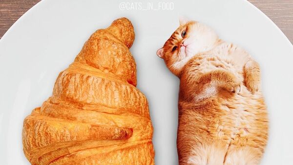 Bánh kem croissant và mèo - Sputnik Việt Nam
