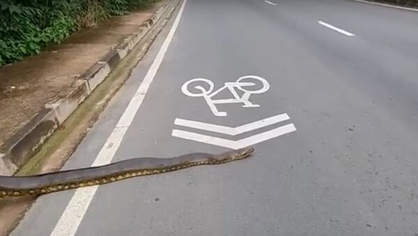 Một con trăn anaconda khồng lồ chắn ngang đường ở Brazil - Sputnik Việt Nam