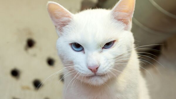Mèo Achilles của Hermitage - một “nhà tiên tri” của World Cup - Sputnik Việt Nam