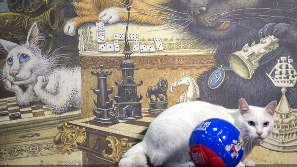 Mèo Achilles của Hermitage - một “nhà tiên tri” của World Cup - Sputnik Việt Nam