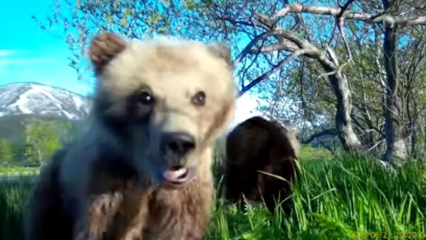 Tại quần đảo Kuril, chú gấu con đã thực hiện video selfia đầu tiên của mình - Sputnik Việt Nam