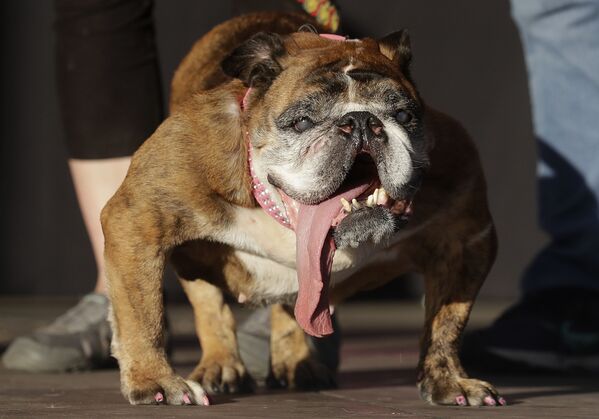 Con chó bulldog Zsa Zsa, giải nhất cuộc thi Con chó xấu xí nhất ở California - Sputnik Việt Nam