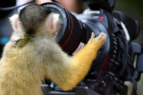 Con khỉ nhìn vào ống kính máy ảnh tại vườn thú London, Vương Quốc Anh - Sputnik Việt Nam