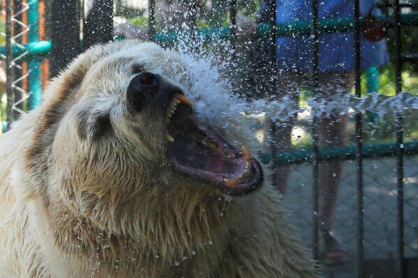 Gấu trắng được phun nước mát trong vườn thú Krasnoyarsk Roev Ruchey - Sputnik Việt Nam
