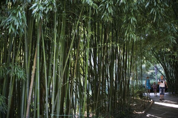 Nghỉ ngơi trong rừng trúc của Vườn Bách thảo Nikitsky ở Crưm - Sputnik Việt Nam