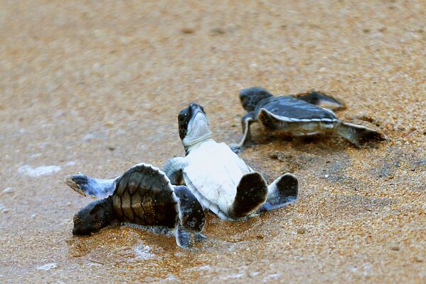 Rùa biển được các tình nguyện viên thả xuống nước ở Sri Lanka - Sputnik Việt Nam