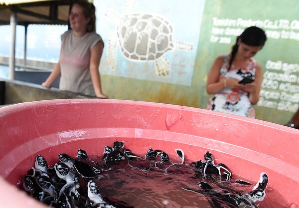 Những con rùa biển bơi lội trong Trung tâm Rùa - Sputnik Việt Nam
