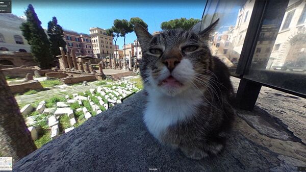 Mèo nổi danh vì tình cờ tạo dáng trong ảnh Google Maps - Sputnik Việt Nam