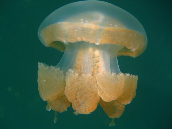 Sứa trong Hồ sứa ở Palau - Sputnik Việt Nam