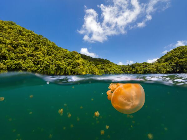 Hồ sứa ở Palau - Sputnik Việt Nam