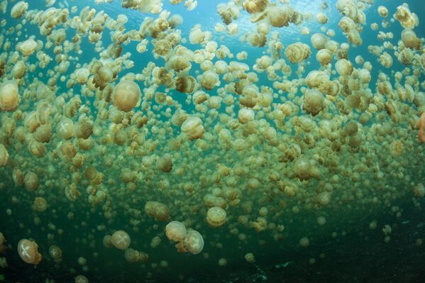 Hàng triệu con sứa trong cột nước của hồ ở Palau - Sputnik Việt Nam