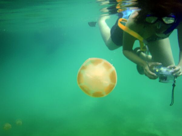 Lặn xuống nước với một máy ảnh chụp sứa - Sputnik Việt Nam