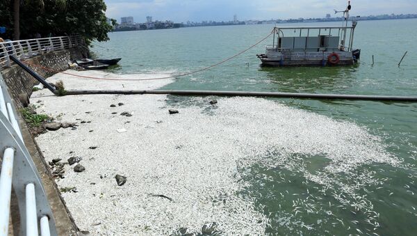 Cá hồ Tây chết nổi trắng mặt nước bốc mùi hôi thối tại khu vực đường Trích Sài. - Sputnik Việt Nam