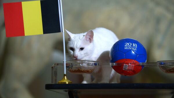 Mèo tiên tri Achilles dự đoán Bỉ sẽ vào chung kết World Cup 2018 - Sputnik Việt Nam