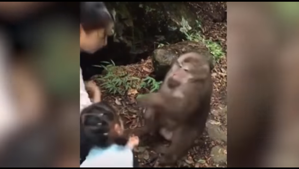 Video sốc: Con khỉ nốc ao cô bé cho nó ăn quà - Sputnik Việt Nam