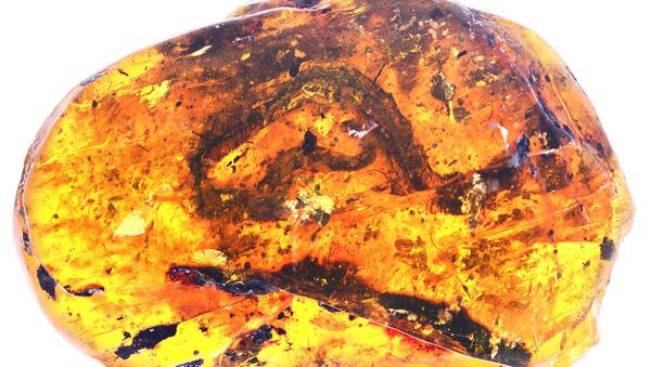 Rắn con 100 triệu năm tuổi được tìm thấy ở Myanmar - Sputnik Việt Nam