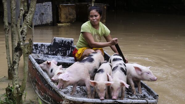 Người phụ nữ chuyển đàn lợn con của mình đến nơi an toàn tránh lũ lụt ở Philippines - Sputnik Việt Nam
