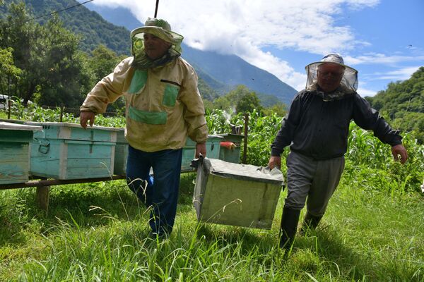 Những người nuôi ong trong trại nuôi ong trên hẻm núi của sông Bzyb ở Abkhazia - Sputnik Việt Nam