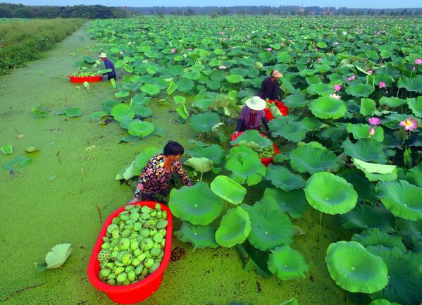 Thu hoạch vỏ hạt sen trên một hồ nước ở Tancheng (Trung Quốc) - Sputnik Việt Nam