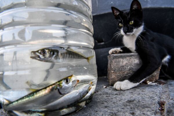 Mèo nhìn con cá trong một thùng nhựa ở Istanbul, Thổ Nhĩ Kỳ - Sputnik Việt Nam