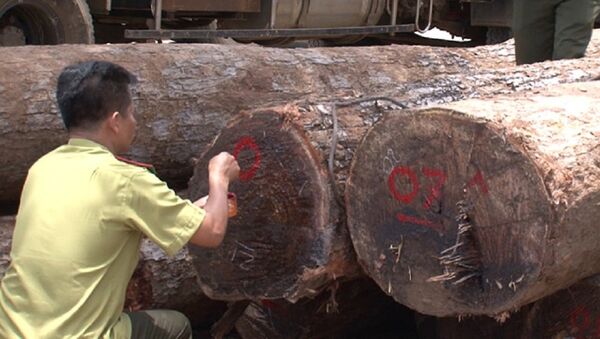 Vụ bắt trùm gỗ lậu Phương râu hồi cuối tháng 4 vừa qua khiến dư luận hết sức quan tâm. - Sputnik Việt Nam