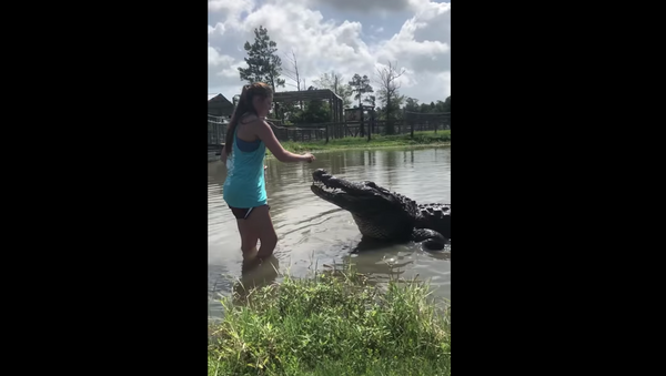 Mối quan hệ tin cậy: cô gái dũng cảm đưa thức ăn cho cá sấu từ trên bàn tay - Sputnik Việt Nam