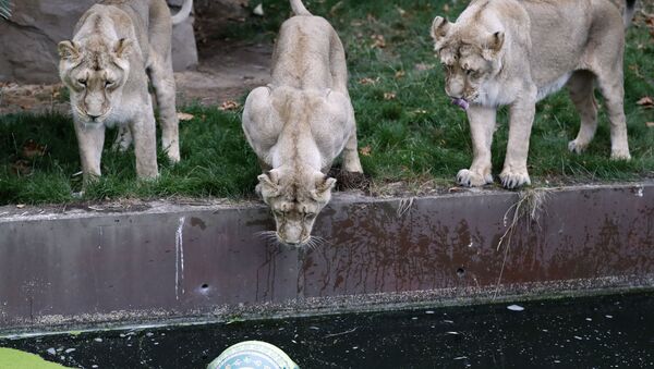 Sư tử trong Sở thú London - Sputnik Việt Nam