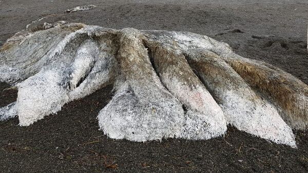 Cư dân Kamchatka tìm thấy một con quái vật đầy lông trôi dạt vào bờ sau cơn bão - Sputnik Việt Nam
