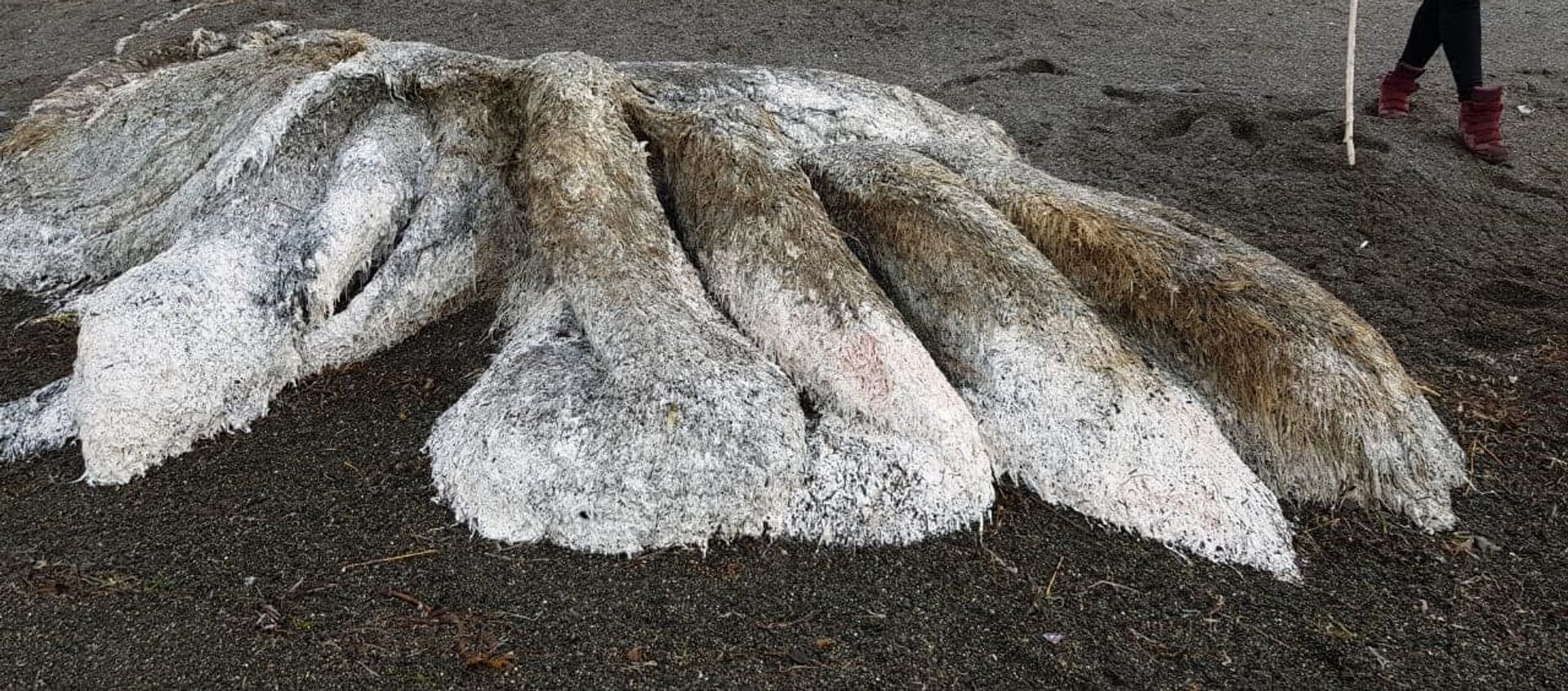 Cư dân Kamchatka tìm thấy một con quái vật đầy lông trôi dạt vào bờ sau cơn bão - Sputnik Việt Nam, 1920, 15.08.2018