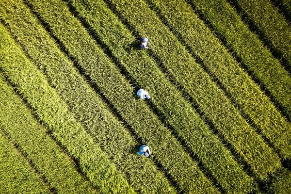Ruộng lúa ở vùng Krasnodar, Nga - Sputnik Việt Nam